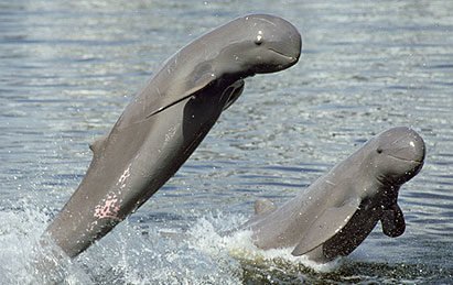 Ganges River Dolphin – India’s National Aquatic Animal since 2009