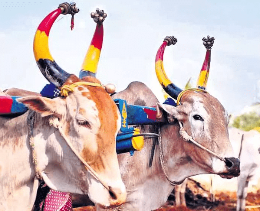 Kanuma – The Traditional Cattle Festival 2025