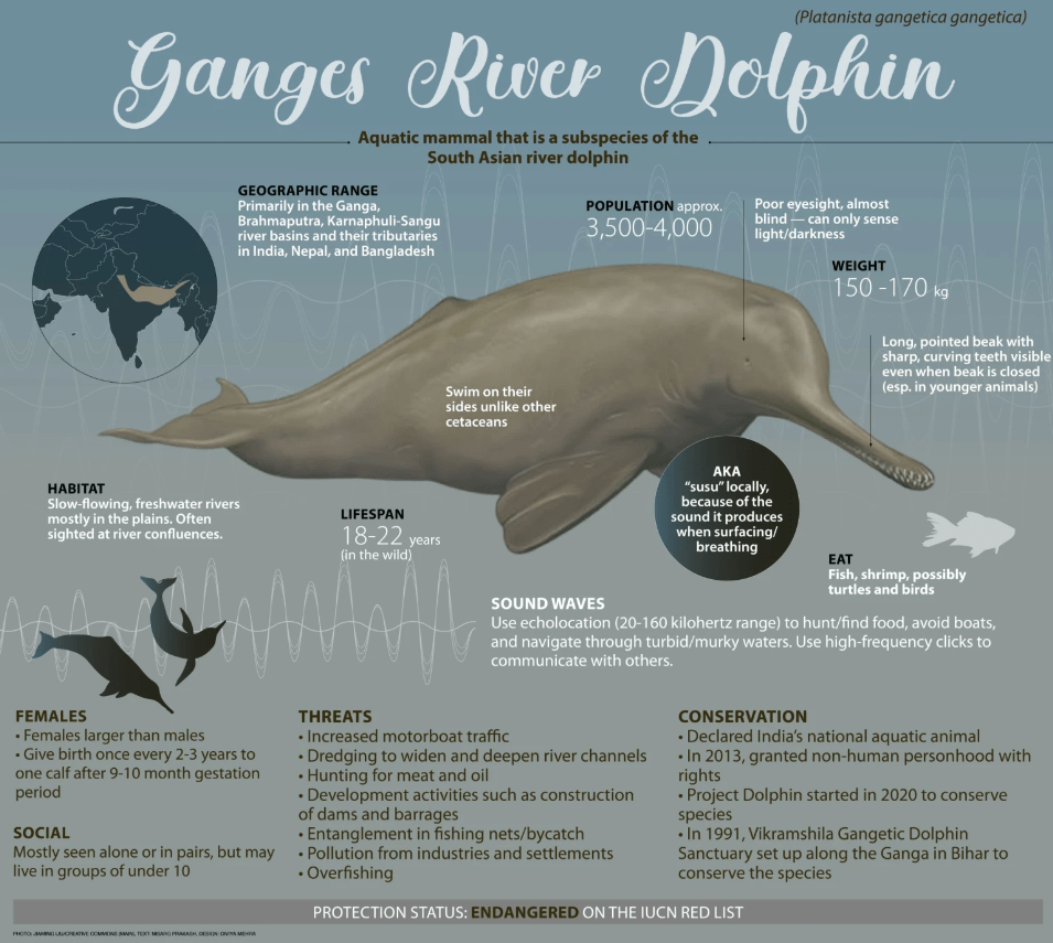 Ganges River Dolphin - Roundglass